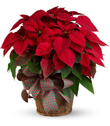 Large Red Poinsettia from Clifford's where roses are our specialty